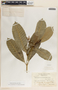 Tabernaemontana alba image