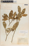 Tabernaemontana alba image