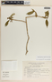 Tabernaemontana amygdalifolia image