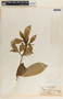 Tabernaemontana amygdalifolia image