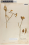 Tabernaemontana amygdalifolia image