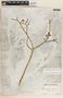 Tabernaemontana amygdalifolia image