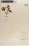 Tabernaemontana amygdalifolia image