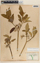Tabernaemontana amygdalifolia image
