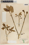 Tabernaemontana amygdalifolia image