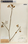 Tabernaemontana amygdalifolia image