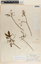 Tabernaemontana amygdalifolia image