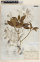 Tabernaemontana amygdalifolia image