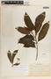 Tabernaemontana amygdalifolia image