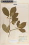 Tabernaemontana amygdalifolia image