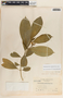 Tabernaemontana amygdalifolia image