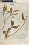 Tabernaemontana amygdalifolia image