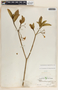 Tabernaemontana amygdalifolia image