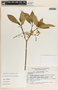 Tabernaemontana amygdalifolia image