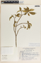 Tabernaemontana amygdalifolia image