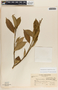 Tabernaemontana amygdalifolia image