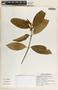 Tabernaemontana amygdalifolia image