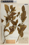 Tabernaemontana amygdalifolia image