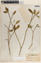 Tabernaemontana amygdalifolia image
