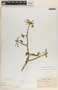 Tabernaemontana amygdalifolia image