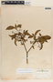 Tabernaemontana amygdalifolia image