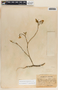 Tabernaemontana amygdalifolia image