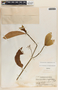 Tabernaemontana amygdalifolia image