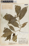 Tabernaemontana amygdalifolia image