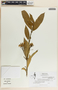 Tabernaemontana amygdalifolia image