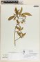 Tabernaemontana amygdalifolia image
