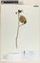 Tabernaemontana amygdalifolia image