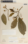 Tabernaemontana amygdalifolia image