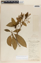 Tabernaemontana amygdalifolia image