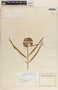 Asclepias asperula image
