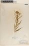 Asclepias asperula image