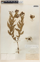Asclepias contrayerba image