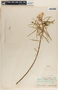 Asclepias coulteri image