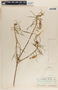 Asclepias coulteri image