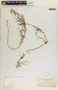 Asclepias coulteri image