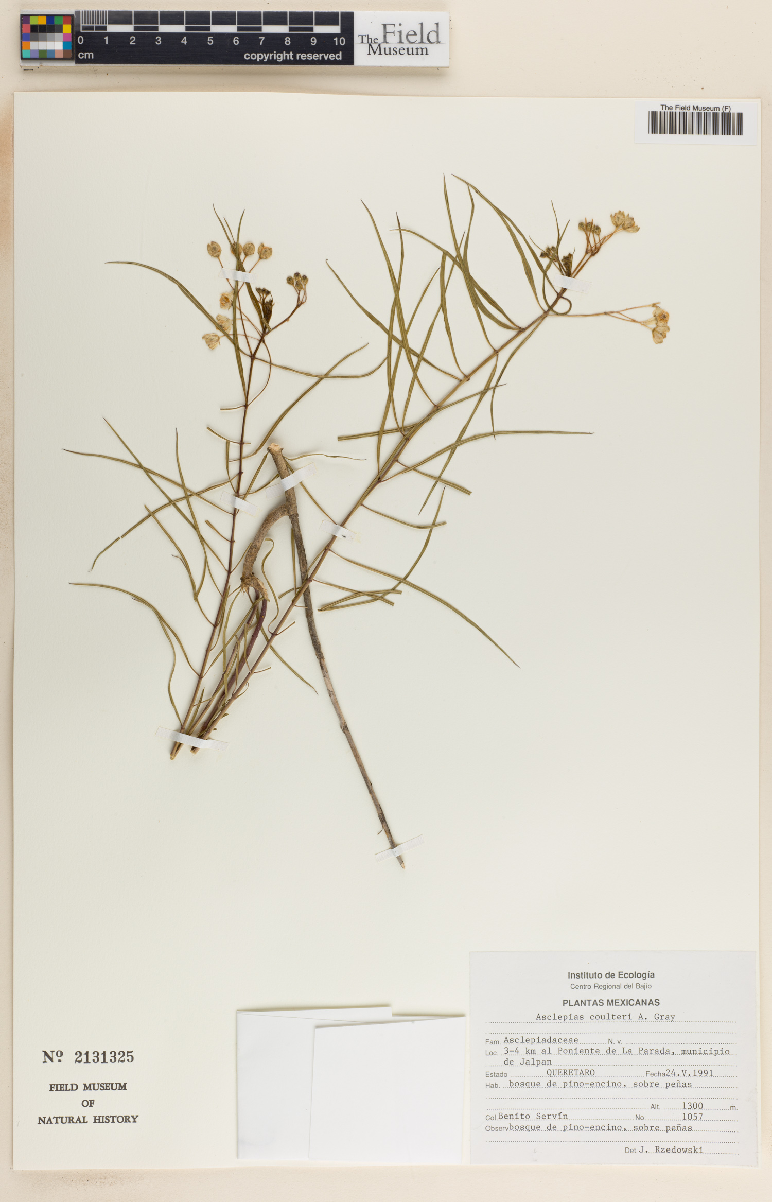 Asclepias coulteri image
