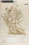Asclepias coulteri image