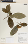Tabernaemontana arborea image