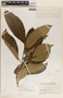 Tabernaemontana arborea image