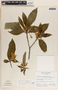 Tabernaemontana arborea image