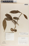 Tabernaemontana arborea image