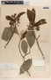 Tabernaemontana arborea image