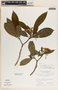 Tabernaemontana arborea image