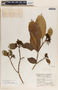 Tabernaemontana arborea image
