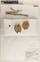 Tabernaemontana arborea image