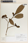 Tabernaemontana arborea image